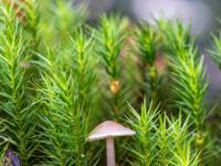 Pilzwinzling zwischen Moosstengeln